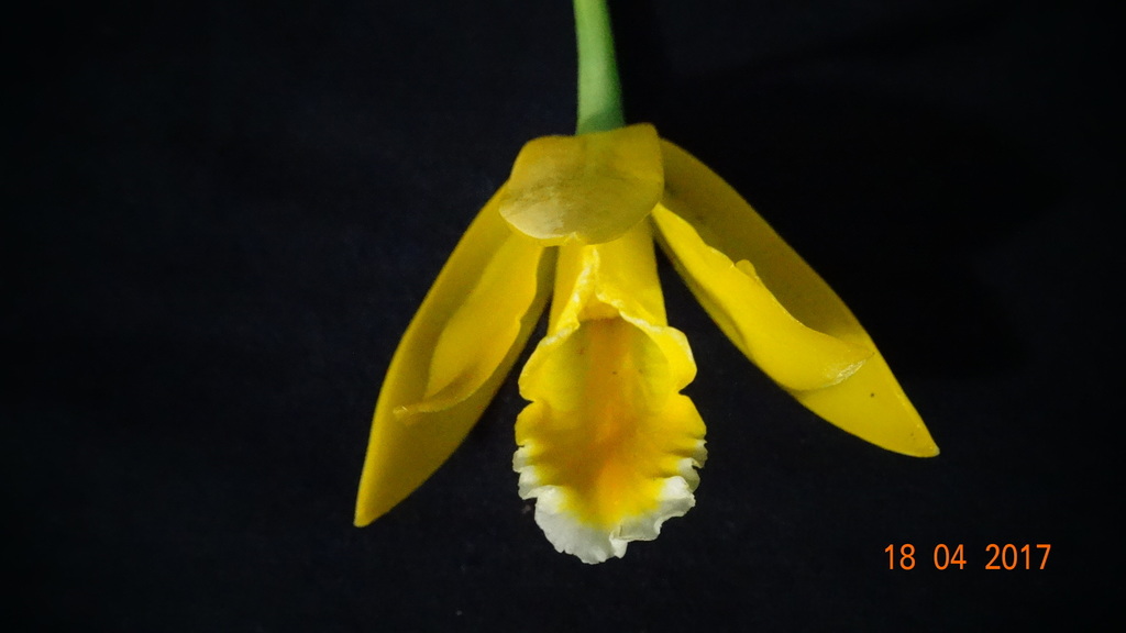 Complex Prosthechea citrina · iNaturalist