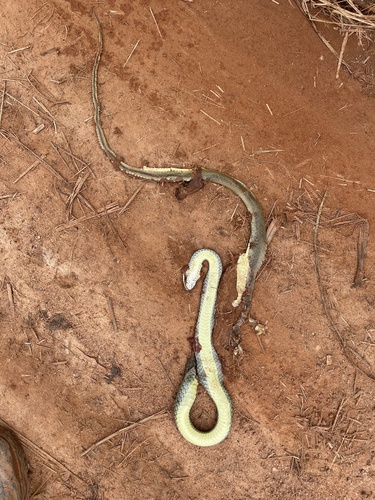Olive Grass Racer