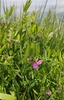 Lathyrus palustris pilosus - Photo (c) Юлия, all rights reserved, uploaded by Юлия
