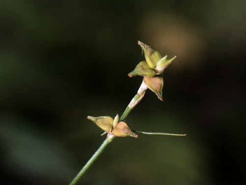 Carex atlantica ssp. capillacea