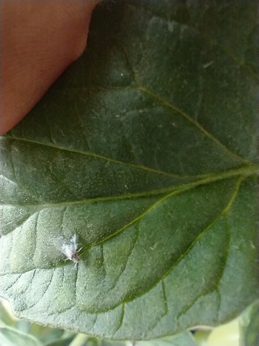 photo of Woolly Aphids And Gall-making Aphids (Eriosomatinae)