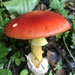 Amanita caesareoides - Photo (c) heybrows, all rights reserved, uploaded by heybrows