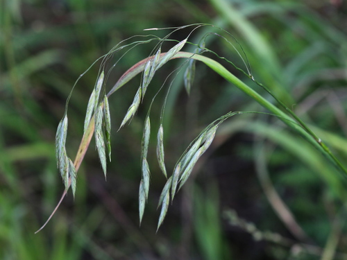 sharpglume brome (Bromus mucroglumis)