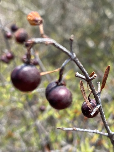 Bushrue