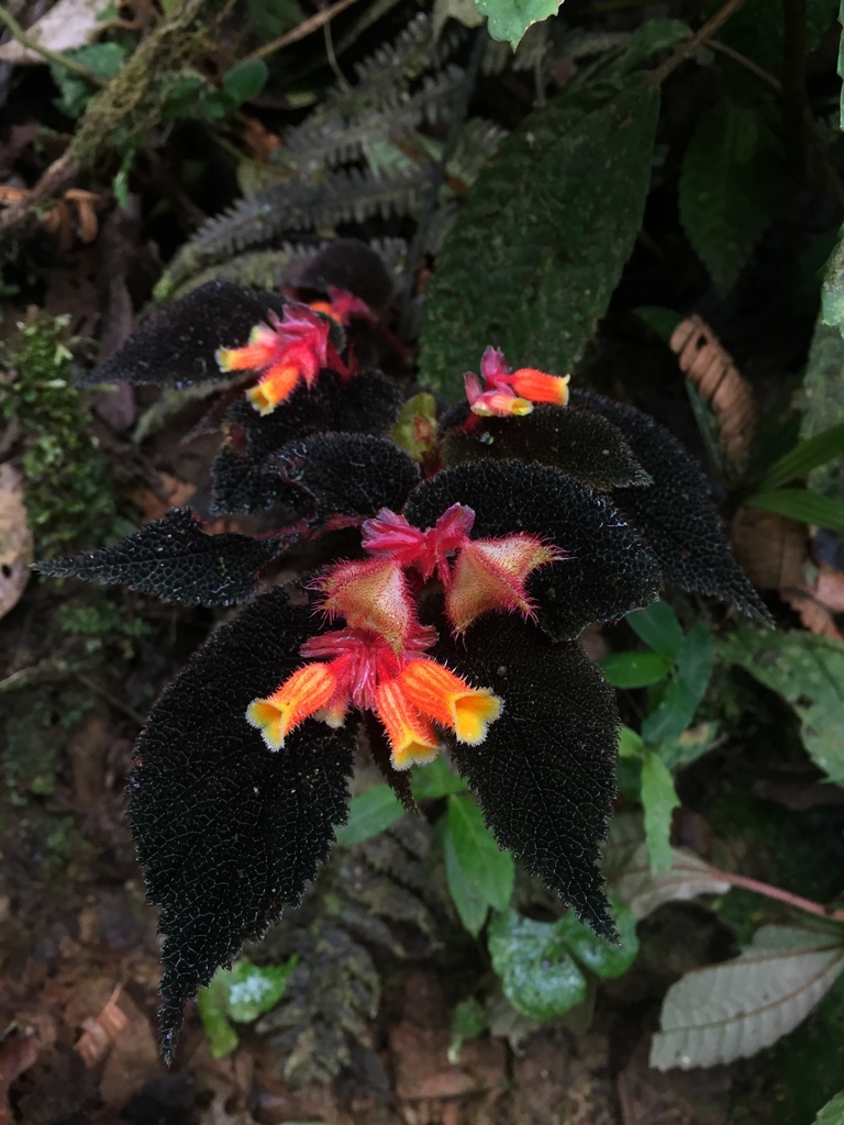 Begonia lehmannii · NaturaLista Colombia