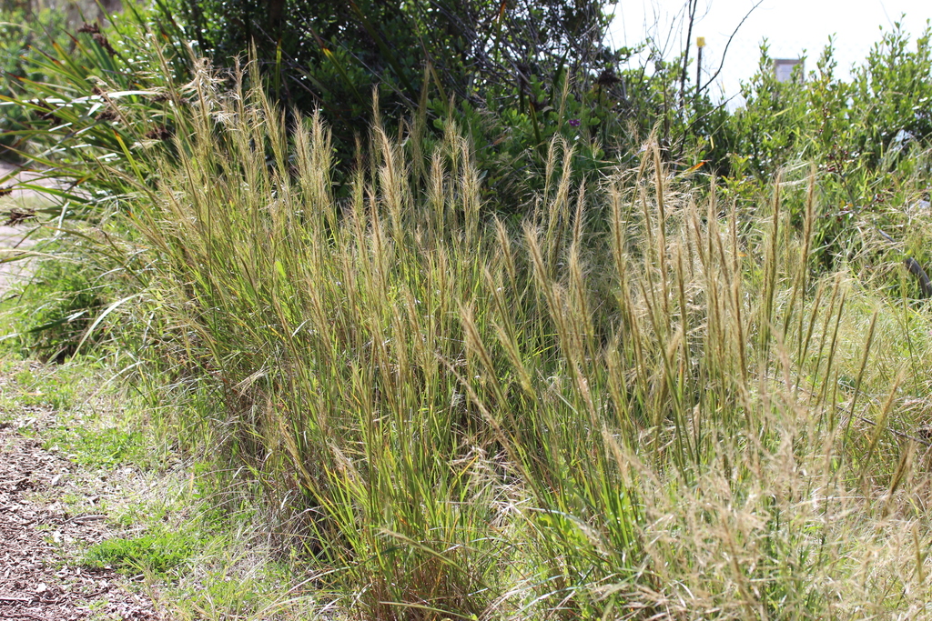 Austrostipa flavescens from Melbourne VIC, Australia on November 03