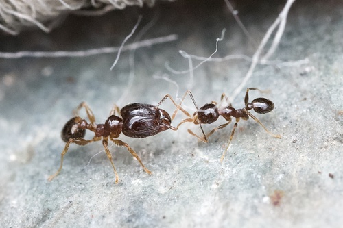 African Big-headed Ant