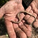 Yolk-bellied Snake-Skink - Photo (c) Ricky Ellis, all rights reserved, uploaded by Ricky Ellis