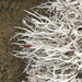 Thamnolia vermicularis - Photo (c) John van den Hoeven, todos los derechos reservados, subido por John van den Hoeven