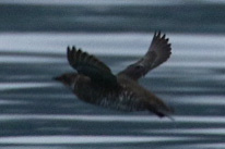 Marbled Murrelet