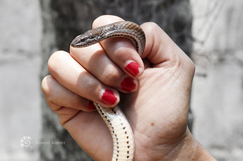Two-spotted Snake