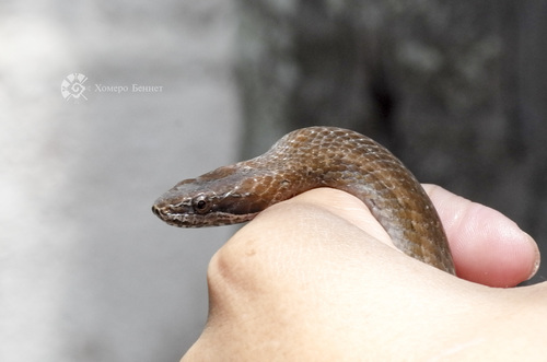 Two-spotted Snake