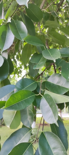 Syzygium austroyunnanense