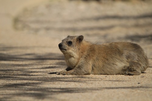 Rock Hyrax