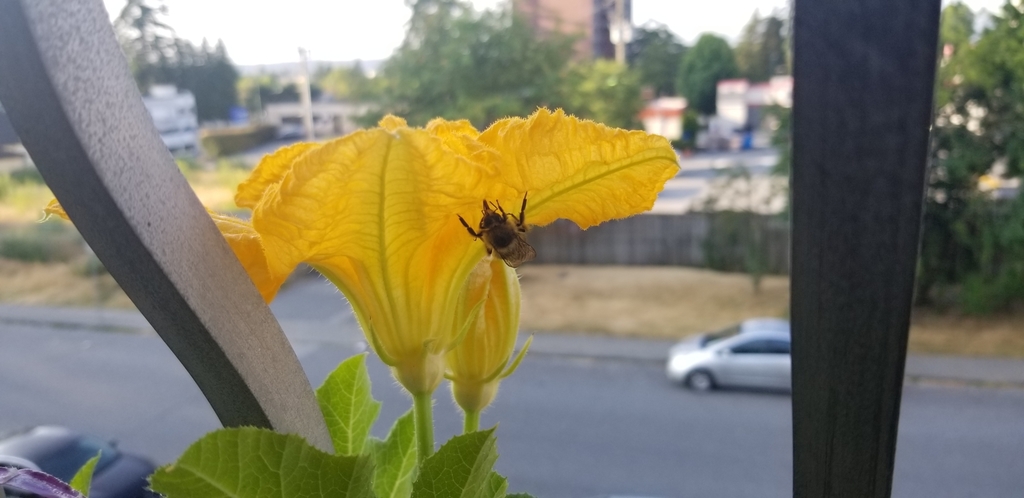Bumble Bees from Burnaby, BC V5E 1H7, Canada on July 14, 2021 at 07:16 ...