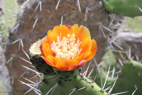 Red Prickly Pear