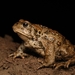Boreal Toad - Photo (c) Caleb Bohus, all rights reserved, uploaded by Caleb Bohus