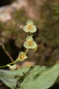 Stelis dussii - Photo (c) chacled, all rights reserved, uploaded by chacled
