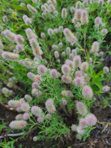 rabbitfoot clover