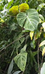 Philodendron verrucosum image