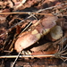 Russula major - Photo (c) María José Dibán, כל הזכויות שמורות, הועלה על ידי María José Dibán