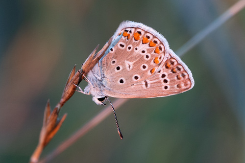 Polyommatus icarus