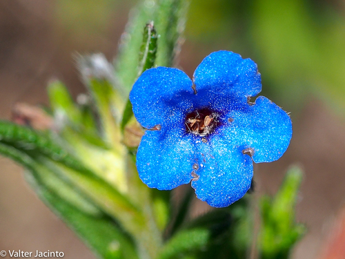 creeping gromwell