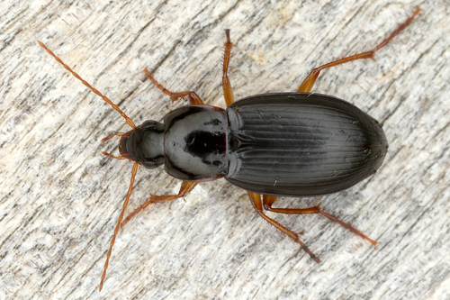 Calathus micropterus (Duftschmid, 1812)