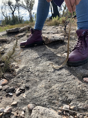 Eastern Brown Snake sighting