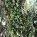 Bulbophyllum evasum - Photo (c) Lorenzo Bertola, todos los derechos reservados