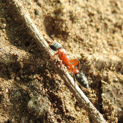 Pseudomyrmex major · iNaturalist