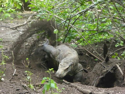 Komodo Dragon — seen at this dive site