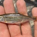 Redside Shiner - Photo (c) prickly_sculpin, all rights reserved, uploaded by prickly_sculpin