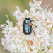 photo of Red-shouldered Leaf Beetle (Saxinis saucia)