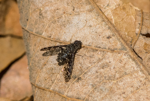 photo of Spotted Bee Fly (Anthrax irroratus)