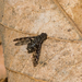 photo of Spotted Bee Fly (Anthrax irroratus)