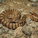 Tiger Rattlesnake - Photo (c) thamnelegans24, all rights reserved