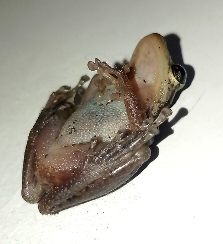 Red Snouted Tree Frog