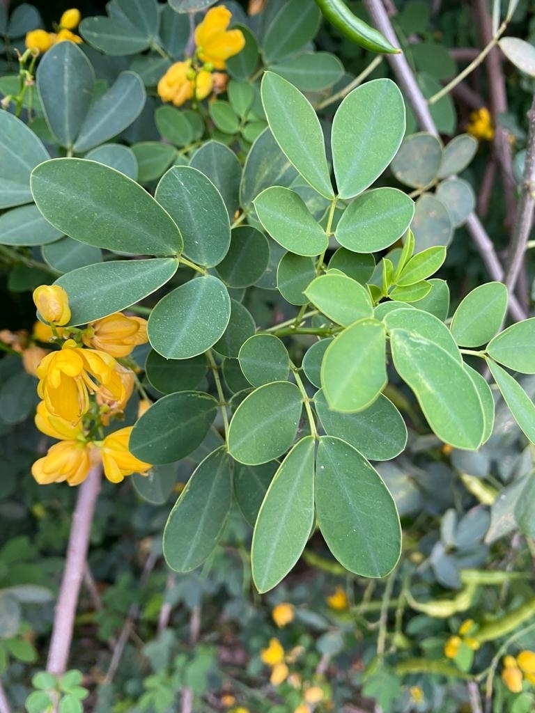 Christmas senna