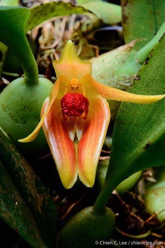 Bulbophyllum rugosum