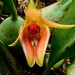 Bulbophyllum rugosum - Photo (c) Chien Lee, todos los derechos reservados
