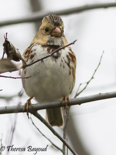 Harris's Sparrow