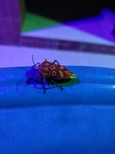 ocellated shield bug