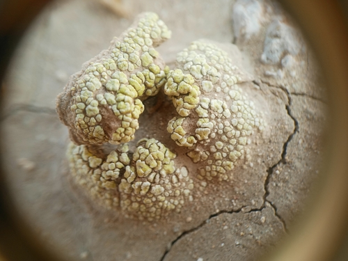 Soil Paint Lichen