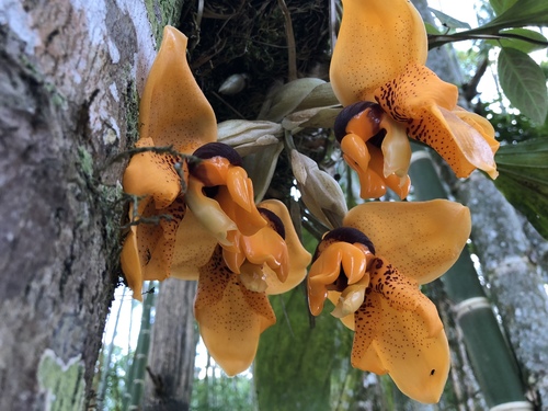 Stanhopea