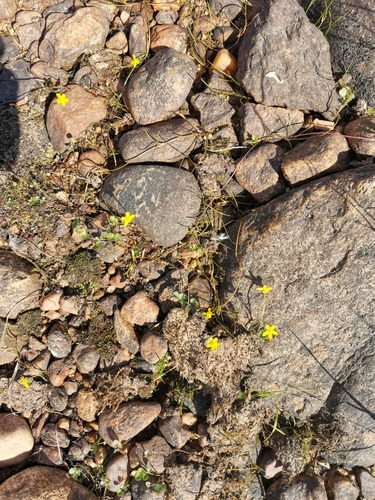 Creeping Spearwort