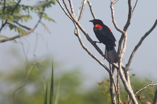Red-winged Blackbird (Agelaius phoeniceus)
