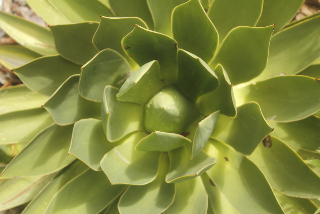 Maguey