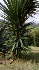 Yucca gigantea image