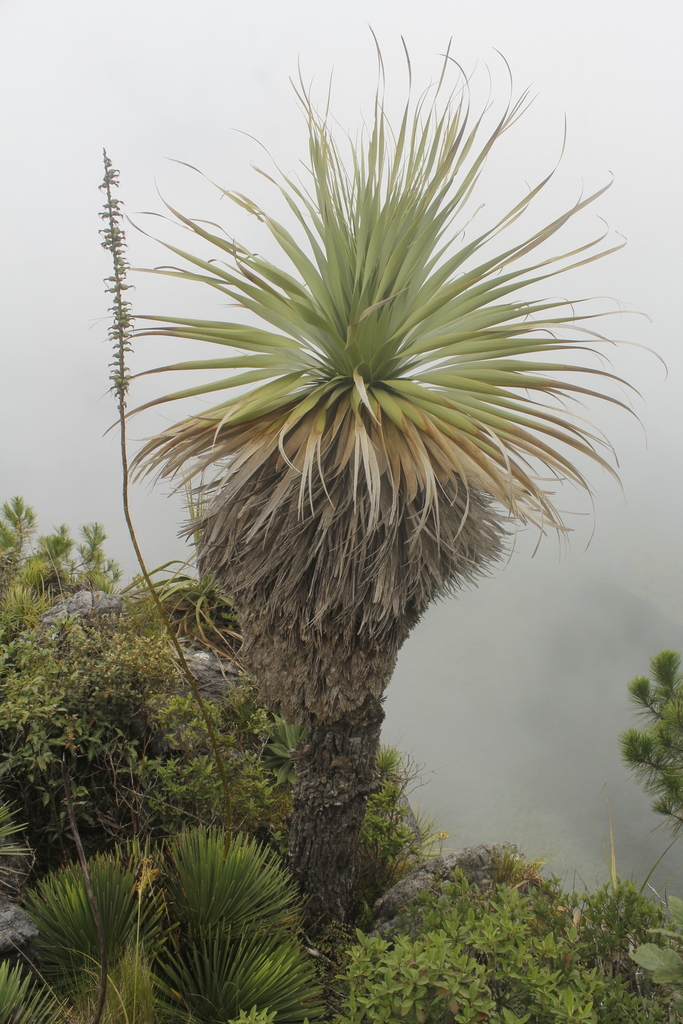 Nolina robusta